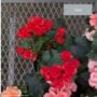 Begonia Rieger – 6″